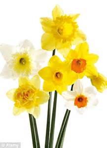 daffodils william wordsworth analysis